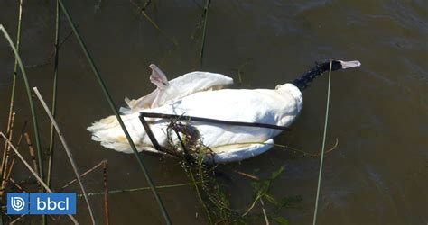 Gripe aviar y lobos marinos dejan más de mil cisnes muertos en