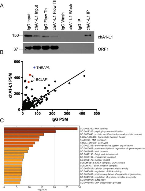 Orf P Immunoprecipitation Mass Spectroscopy A Western Blot Of