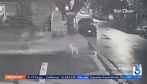 I heard my dog come home late at night - but when our cat began ...