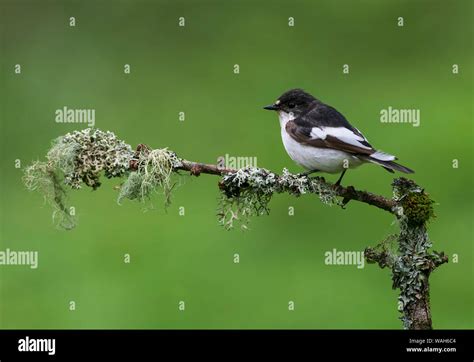 Pied Flycatchers Hi Res Stock Photography And Images Alamy