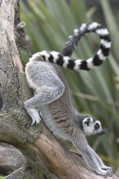 380 Prosimians ideas in 2024 | lemur, primates, animals wild