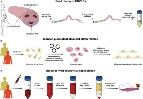 Comparative Analysis Of Bloodderived Endothelial Cells For Designing