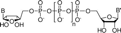 Figure 1.1 from Synthesis of Nucleoside Polyphosphates and their ...