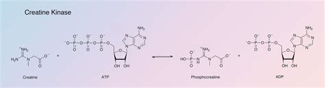 Creatine Kinase - Worthington Enzyme Manual | Worthington Biochemical