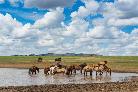 Mongolian Wild Horses on Behance