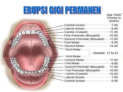 Pertumbuhan Gigi Ppt