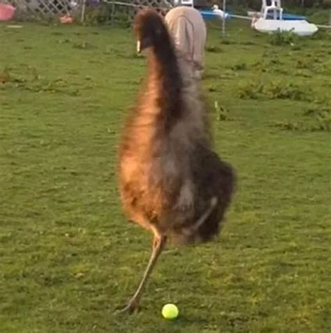 Little Girl Playing Fetch With Her Pet Emu Is The Most Adorable Video