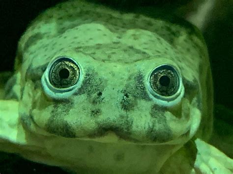 picture I took of a Frog at the zoo yesterday frog : r/frogs