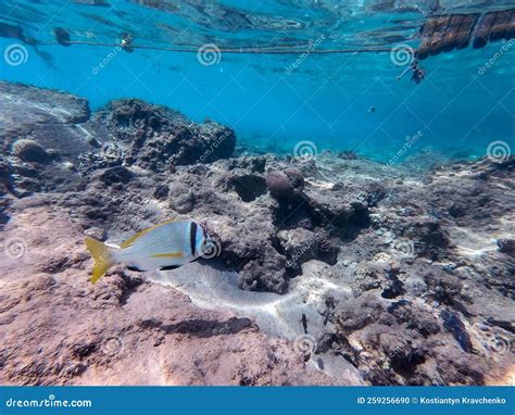 Doublebar Bream Acanthopagrus Bifasciatus At The Red Sea Coral Reef