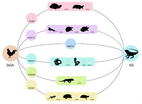 Male Specific Loci Of Green Iguana Iguana Iguana Showing Homologies Download Scientific