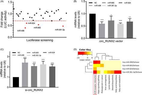 The Regulatory Role Of Oa‐related Circrunx2 On Mirnas And Its