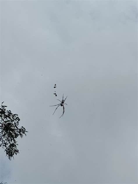 Australian Golden Orbweaver From Chermside Qld Australia On May