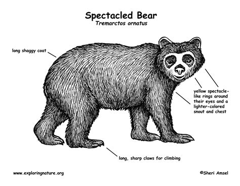 Bear Spectacled