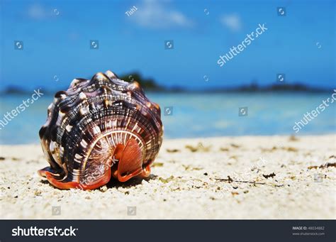 A Beautiful Sea Shell On A Tropical Island Beach Stock Photo 48034882