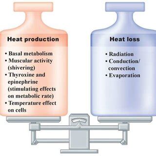 Regulation of body temperature | Download Scientific Diagram