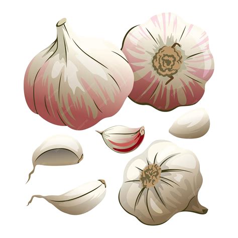 premium vector cartoon garlic set vector illustration