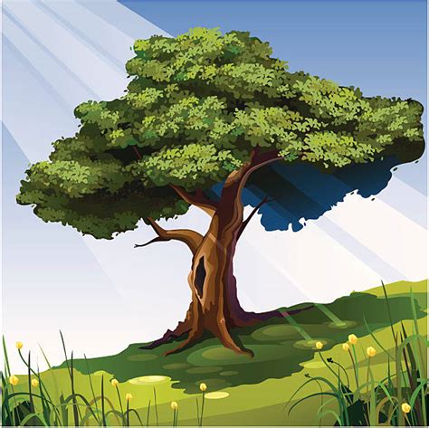 Shade Tree Illustrations, Royalty-Free Vector Graphics & Clip Art - iStock