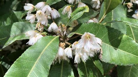 Elaeocarpus Reticulatus The Blueberry Ash Nurseries Online