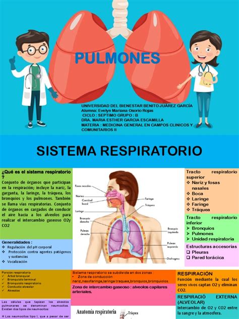 Infografia De Los Pulmones Pdf