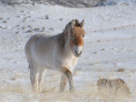 Ancient DNA mapped from 700,000-year-old horse