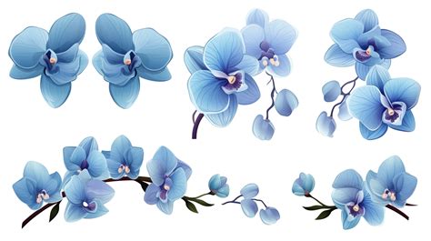 Set of blue orchid flower elements isolated on transparent background ...