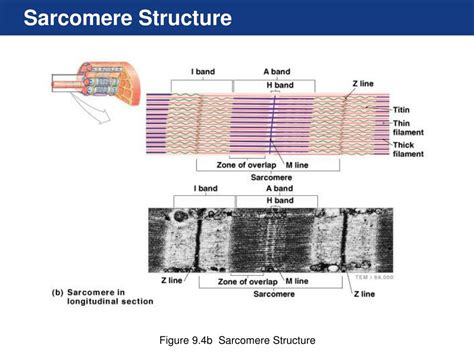 Sarcomere Drawing Labeled