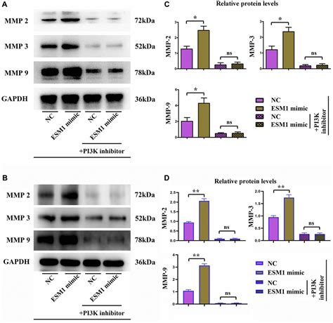 ESM1 Promotes Angiogenesis In Colorectal Cancer By Activating PI3K Akt