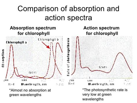 Photosynthesis Power Point