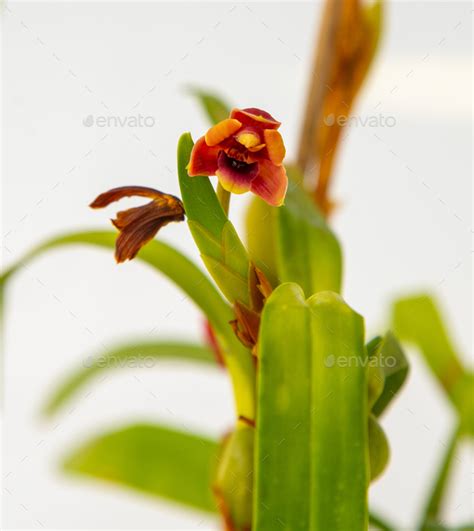 Maxillaria Variabilis Red Flower Buds Phalaenopsis Flowering Of A Rare