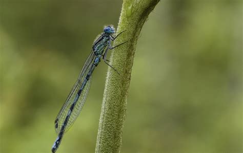 picture dragonfly insect nature wildlife arthropod invertebrate