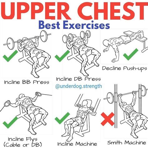 Best Exercises For Upper Chest Development Online Degrees