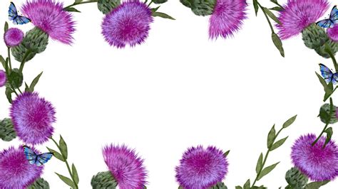 Thistle Purple Floral Watercolor Border Thistle Watercolor Frame Png