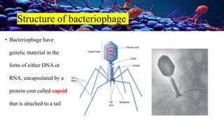 Bacteriophage PPT