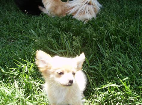 11 week old Pom Chi puppies. | Dogs & Puppies for Rehoming | Saskatoon ...