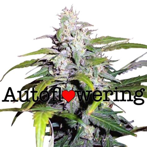 Lowryder Autoflowering Seeds Usa Cannabis Seeds