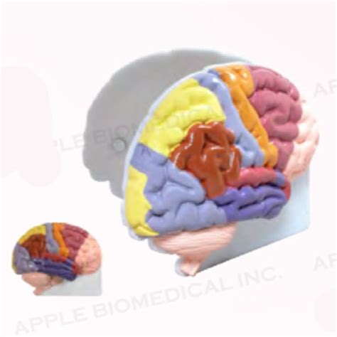 Modelo anatómico de cerebro A028 Apple Biomedical para neurología