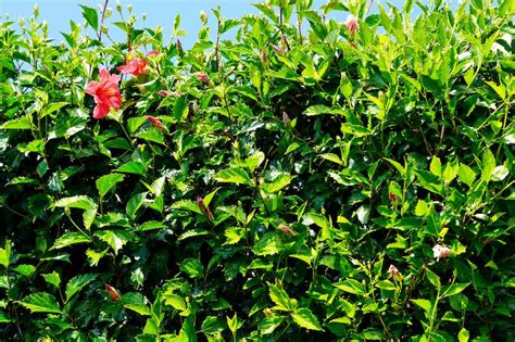 Grow Guide: Hibiscus tiliaceus (Native Hibiscus) | Ultimate Backyard