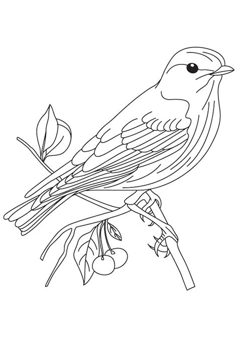 Sparrow On A Branch Coloring Book To Print And Online