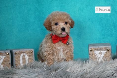 Grey Malti Poo Maltipoo Puppy D E A Pawrade