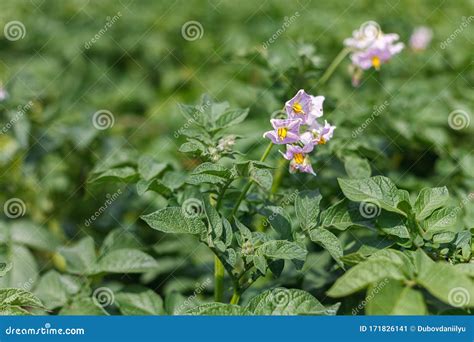 Blooming Flowers Of Ripening Bush Of Potato Plant Cultivated