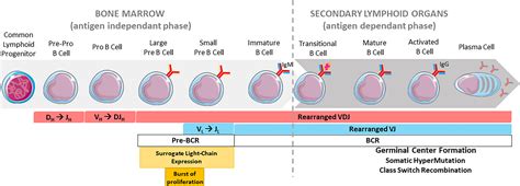 Frontiers Contribution Of Immunoglobulin Enhancers To B Cell Nuclear