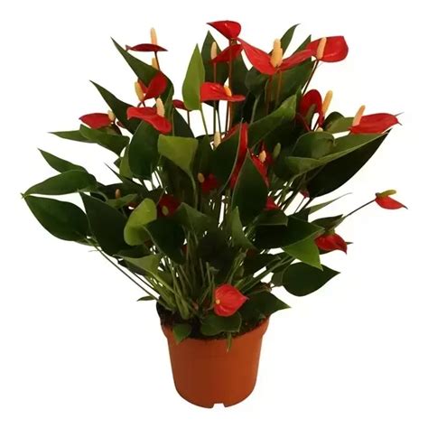 Anthurium Karma Million Flowers Red Cowell S Garden Centre