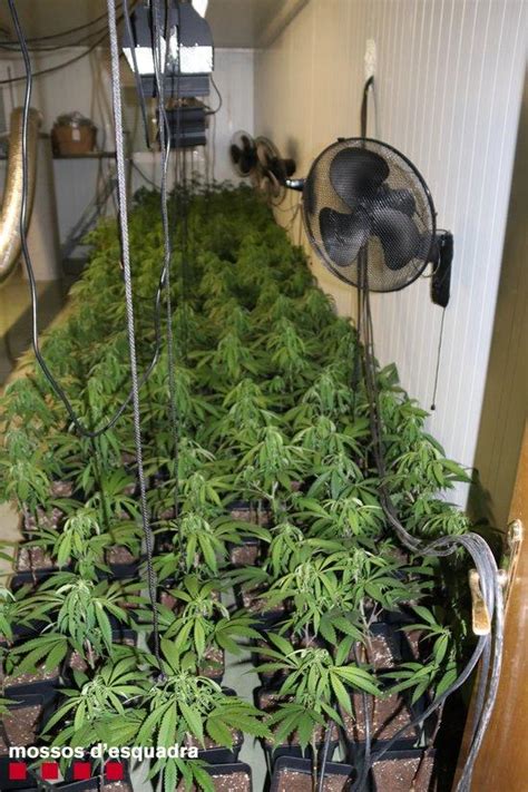 Detingut un home per cultivar més de 2 700 plantes de marihuana en una