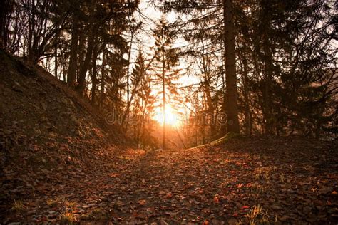 Misty Sunrise in the Forest. Stock Photo - Image of autumn, foliage ...