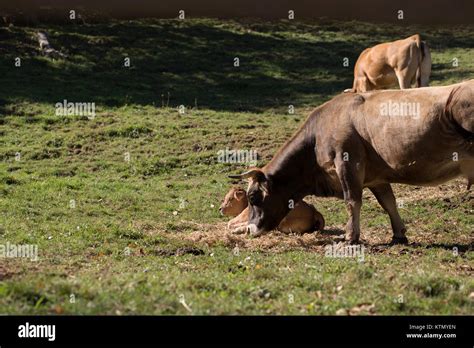 Cows and calves Stock Photo - Alamy