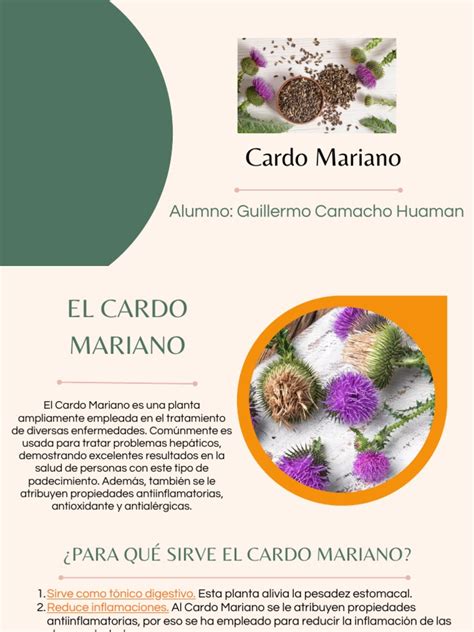Cardo Mariano Pdf - Cardo Mariano | PDF | Diabetes | Antioxidante