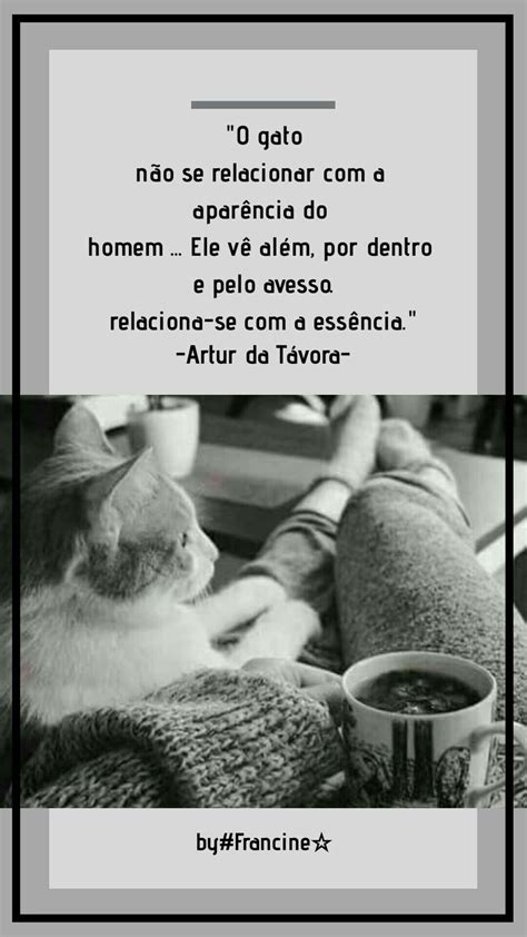 Pin de Márcia Nicolino em achei Lindo Frases animais Gatos