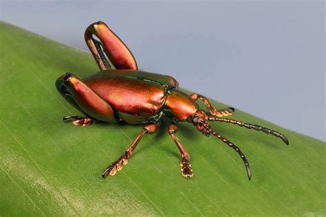 Frog Legged Leaf Beetle Sagra Femorata Chrysomelidae Leaf Beetle