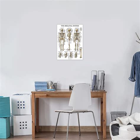 Skeletal System Anatomical Chart Laminated Human Skeleton Anatomy Poster 18 X 24 Fruugo Uk