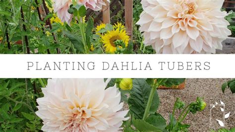 How To Plant Dahlia Tubers Growing Dahlias Gardening Tips Tuber